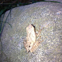 Northern Spring Peeper