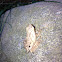 Northern Spring Peeper