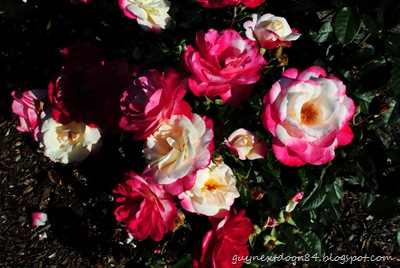 [DSC_0277%255B9%255D.jpg]