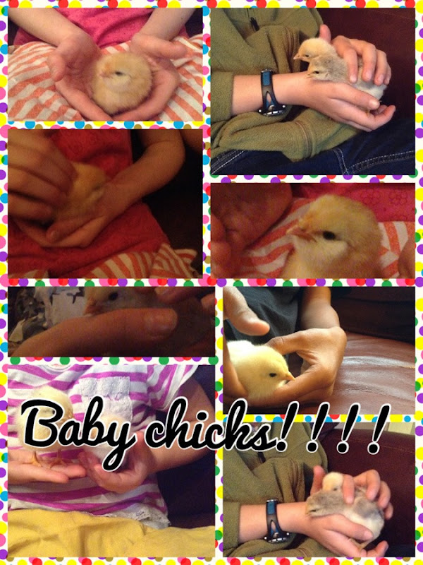 baby chicks_1