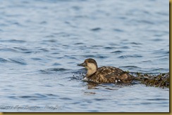 American (Black) Scoter - Melaanitta americana