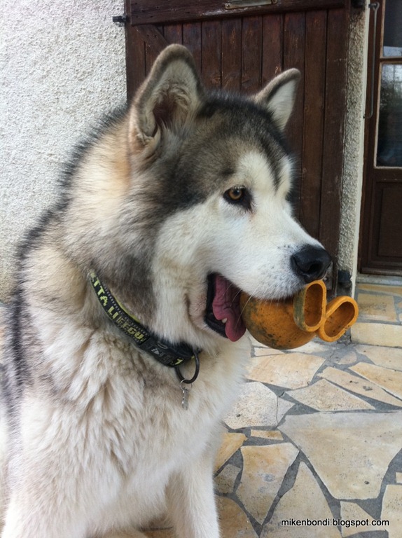Munson & squeaky toy