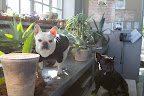 Supervising Ryan in the Greenhouse