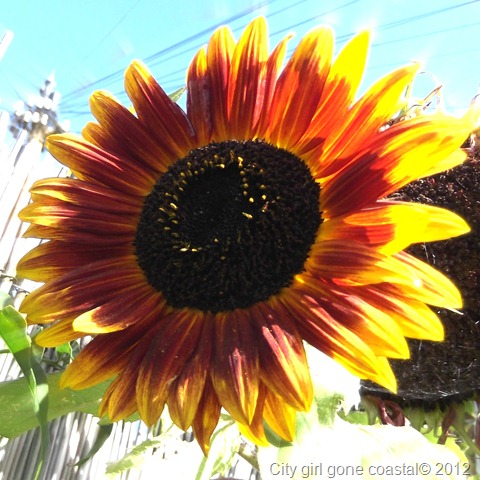 sunflower head