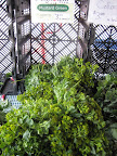 Wild mustard greens