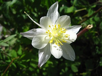 Wild White Lilly