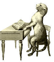 gato pianista blogdeimagenes (10)