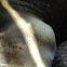 California Sea Lion