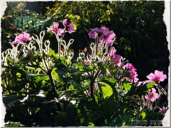 Geranium maderense