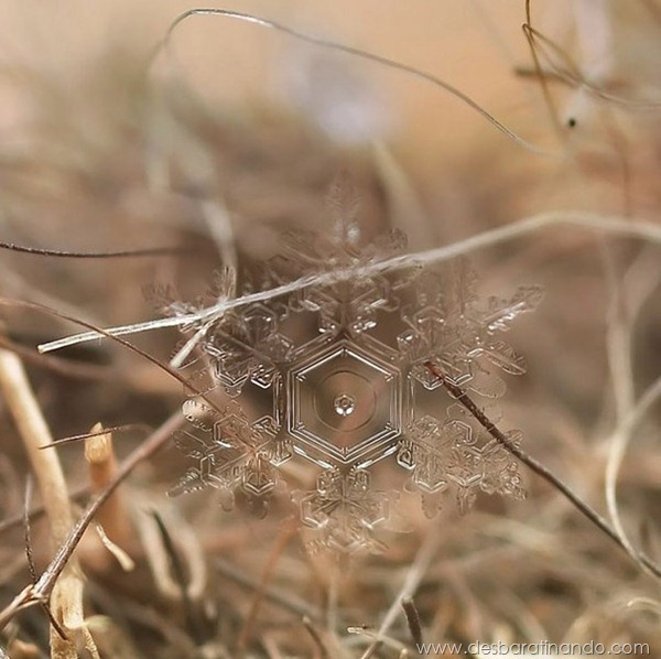 flocos-de-neve-macro-snowflakes-macro-photography-andrew-osokin-desbaratinando (1)