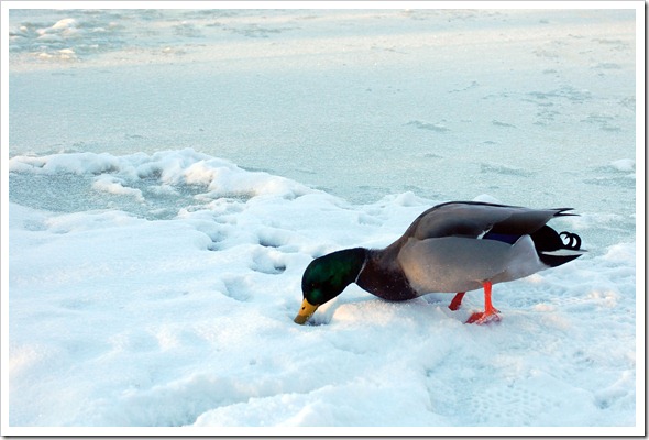 snow duck