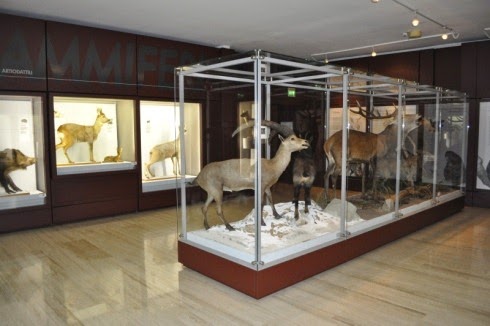 [museo_civico_rovereto3%255B4%255D.jpg]