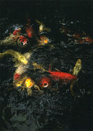 japao_chinfra3d45
