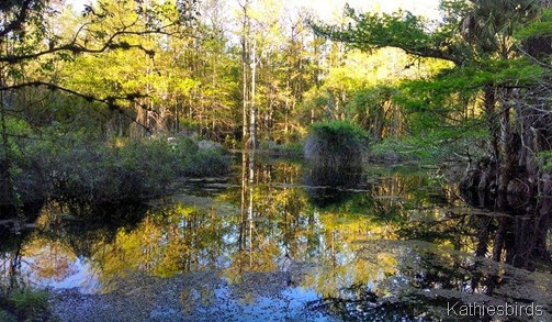 3-3-14 pond at 6 mile cypress slough