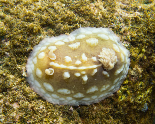 P6234044