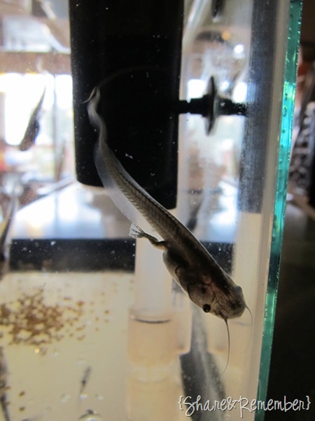 [tadpoles3%255B3%255D.jpg]