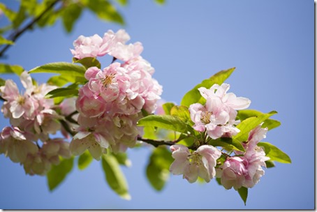 Fresh pink Cherry Blossom in Spring. UK