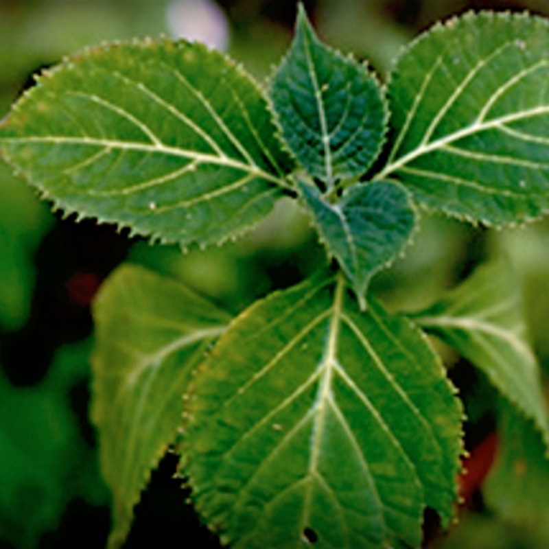 La salvia è una delle piante aromatiche più utilizzata in cucina.