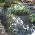 Fish pond within High Ponds Resort premises