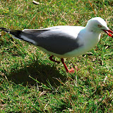 Shakespear_Park_Sandspit Shakespear_Park_Sandspit