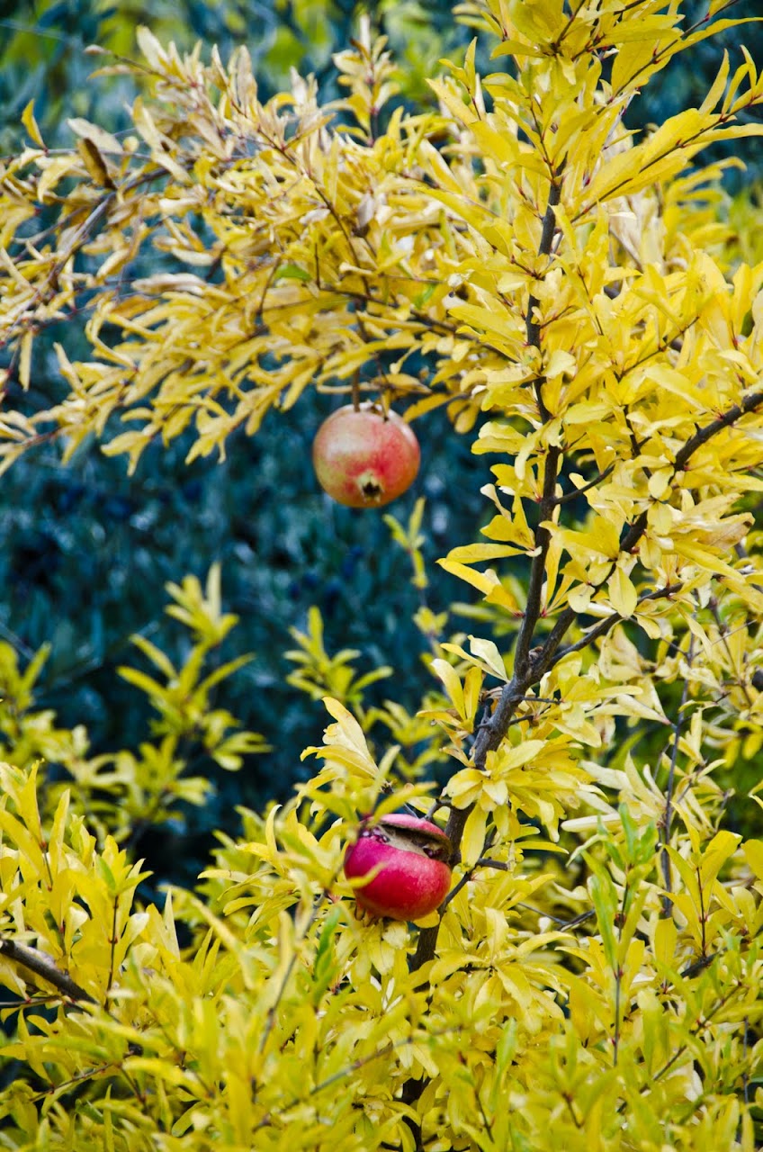 Pomegranates on tree