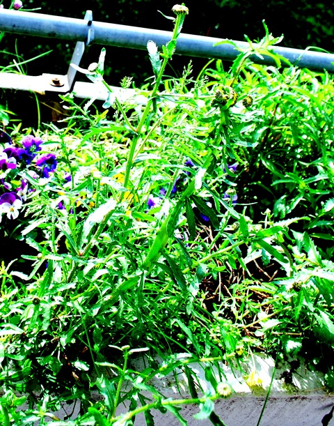 [2011-05-29%2520Mystery%2520Plant%255B6%255D.jpg]