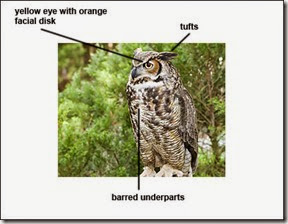 great-horned-owl-id