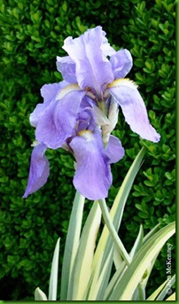 Dalmatian Iris