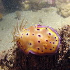 Nudibranch (Paradise Jetty, Manado)