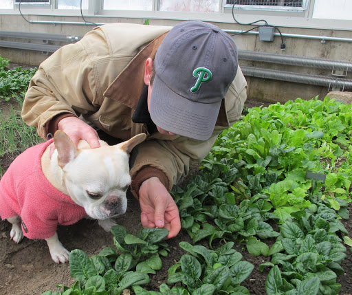 Oh, I see - You just carefully pinch the leaves off from the stems.  That's easy!
