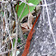 Brown anole