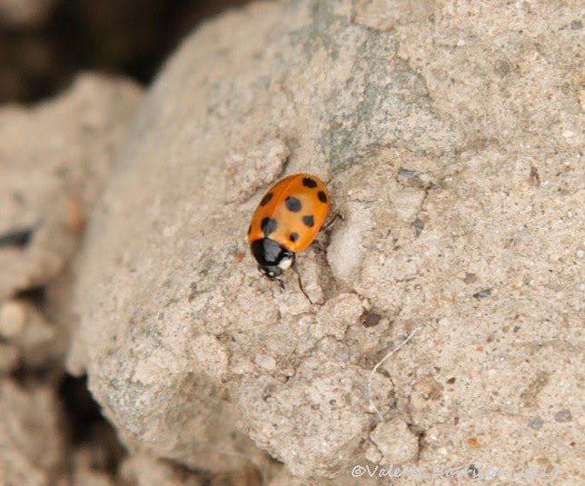 [11-spot-ladybird%255B2%255D.jpg]