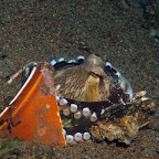 Octopus in can (Dauin, Negros)