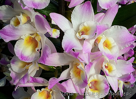 Glória Ishizaka - orquideas 16