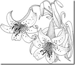 floracian-de-lirios-dibujos-para-colorear