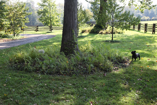 Francesca, I could look at shag bark hickory trees all day, but I see another type of tree across the way that is one of our absolute favorites!