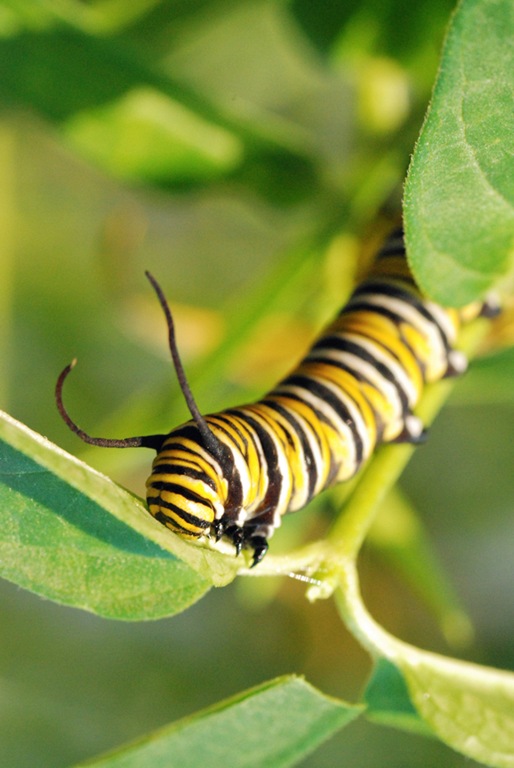 [monarch-caterpillar4.jpg]