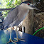 Black-crowned Night Heron