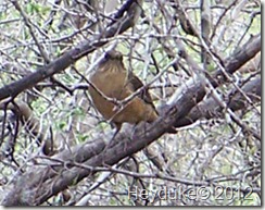 Clay Colored Thrush