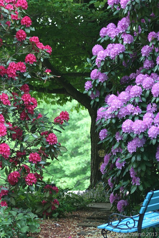 [Rhododendron_Garden%255B11%255D.jpg]