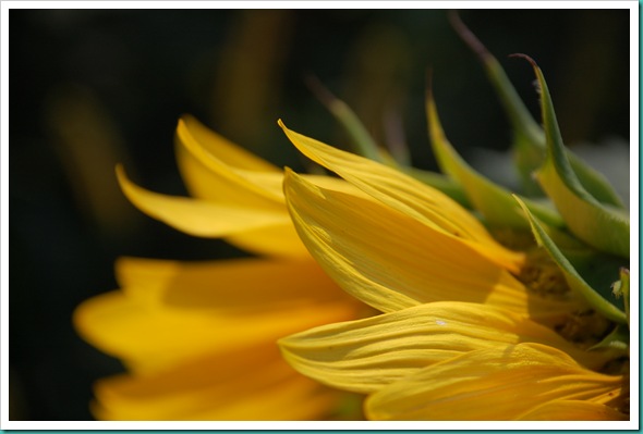 Sunflower Top