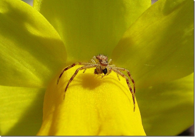 photoshare Spring Prey Lawton MI Kalanessa