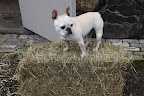 I love a good hay bale, don't you Franny?  Not only does the shape make them easy to store and transport, but it makes for a great pedestal for me as well!