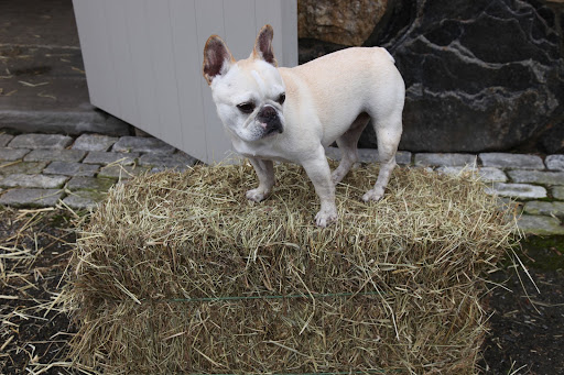 I love a good hay bale, don't you Franny?  Not only does the shape make them easy to store and transport, but it makes for a great pedestal for me as well!