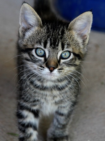 [Family%2520and%2520Kittens%2520043%255B3%255D.jpg]