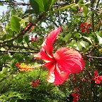Hibiskusblüten © Foto: Doreen Schütze | Outback Africa Erlebnisreisen