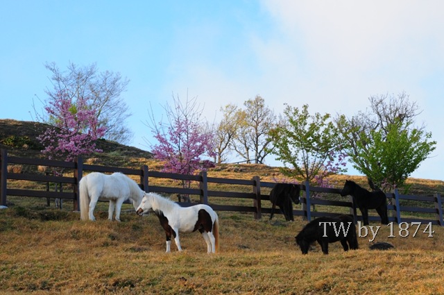 [DSC_4989%255B6%255D.jpg]