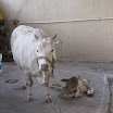 IMG_2410.JPG
