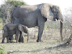 Chobe Nationalpark