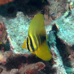 junger Fledermaus-Fisch, Komodo